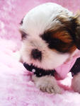 ♥小芯♥ (Female) - Shih Tzu Dog