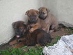 Mixed Chow Girls - Mixed Breed Dog