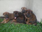 Mixed Chow Girls - Mixed Breed Dog