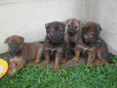 Mixed Chow Girls - Mixed Breed Dog