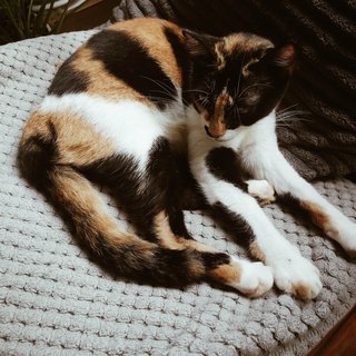 Mommy  - Calico Cat