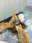 Orange(S) - Domestic Short Hair Cat