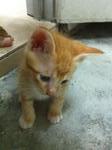Orange(S) - Domestic Short Hair Cat