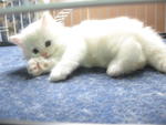 Parsy - Persian Cat