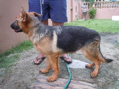 German Shepherd Puppies Gsd Import - German Shepherd Dog Dog