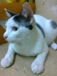 Maxis - Domestic Short Hair Cat