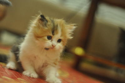 Oyen  - Maine Coon + Domestic Long Hair Cat