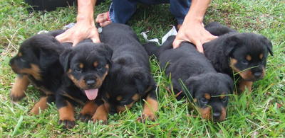 &quot;C&quot; Park View Kennel - Rottweiler Dog