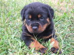 &quot;C&quot; Park View Kennel - Rottweiler Dog