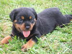 &quot;C&quot; Park View Kennel - Rottweiler Dog