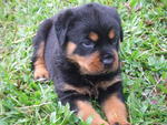 &quot;C&quot; Park View Kennel - Rottweiler Dog