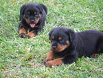 &quot;C&quot; Park View Kennel - Rottweiler Dog