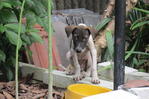 When Skip was first discovered in my garden. Still very much afraid of everything around him. 