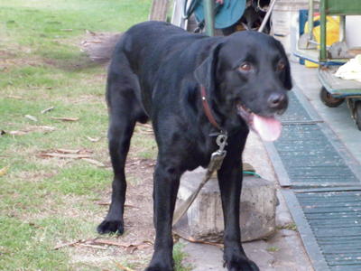 Darkie - Labrador Retriever Dog