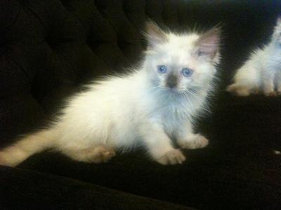 Romeo - Ragdoll Cat