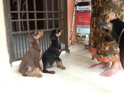 Doberman Pups - Doberman Pinscher Dog