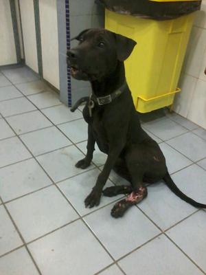 Blacky - Mixed Breed Dog