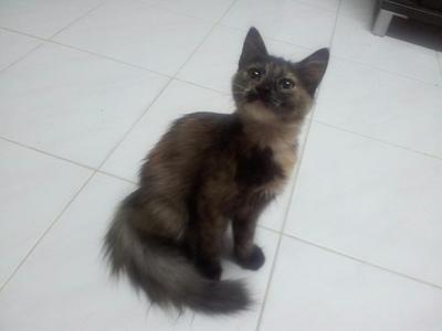 Kochi Chan - Domestic Long Hair + Tortoiseshell Cat