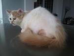 Semi Flat Persian Kittens - Persian + American Curl Cat