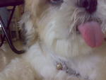 Boy - Shih Tzu Dog