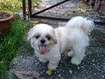 Boy - Shih Tzu Dog