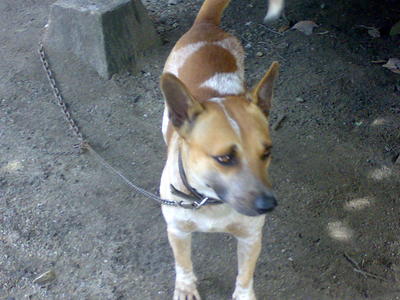 Jacky - Mixed Breed Dog