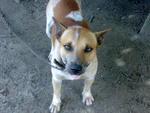 Jacky - Mixed Breed Dog