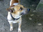 Jacky - Mixed Breed Dog