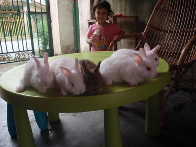 Netherland Dwarf 5 - Netherland Dwarf Rabbit