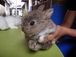 Netherland Dwarf 5 - Netherland Dwarf Rabbit