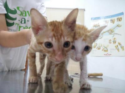 Dodo &amp; Momo - Domestic Short Hair Cat