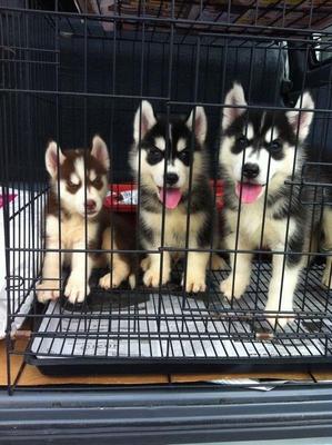 Siberian Husky Puppies  - Siberian Husky Dog