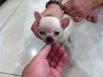 Cream White Tea Cup Chihuahua