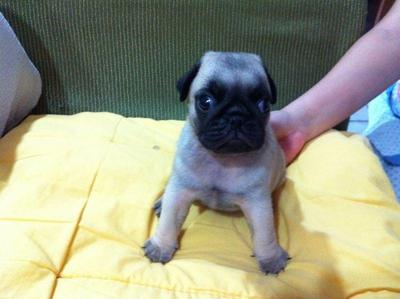 Pug Puppy - Pug Dog