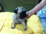 Pug Puppy - Pug Dog