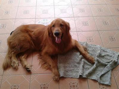 Frenzo - Golden Retriever Dog