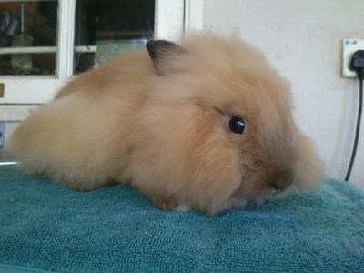 Brownie - Lionhead Rabbit