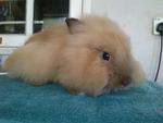 Brownie - Lionhead Rabbit