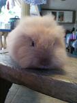 Brownie - Lionhead Rabbit