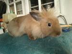 Brownie - Lionhead Rabbit