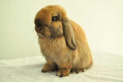 Holland Lop - Tort 01 - Holland Lop Rabbit