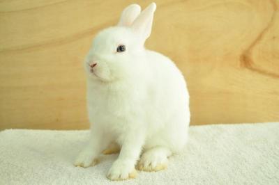 Netherland Dwarf - Bew 01 - Netherland Dwarf Rabbit