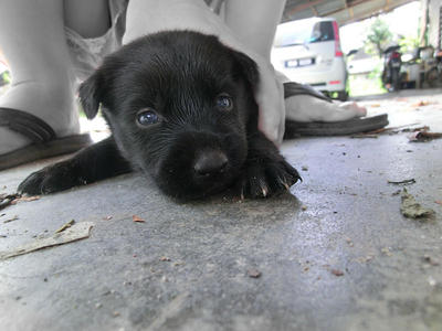 Cute Puppy! - Mixed Breed Dog