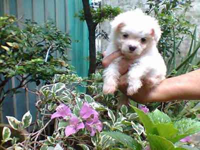 Maltese Small Male - Maltese Dog