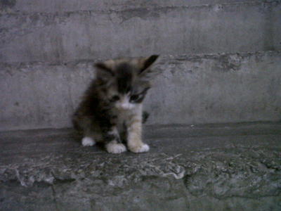 Macro - Domestic Medium Hair Cat