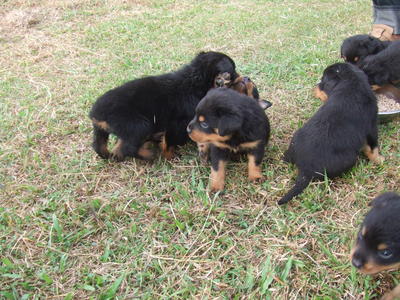 &quot;D&quot; Park View Kennel - Rottweiler Dog