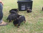 &quot;D&quot; Park View Kennel - Rottweiler Dog