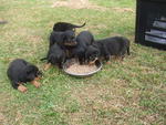 &quot;D&quot; Park View Kennel - Rottweiler Dog