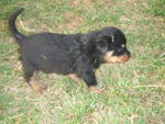 &quot;D&quot; Park View Kennel - Rottweiler Dog