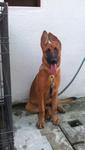 Dou Dou (For Pj Area) - Belgian Shepherd Malinois Dog